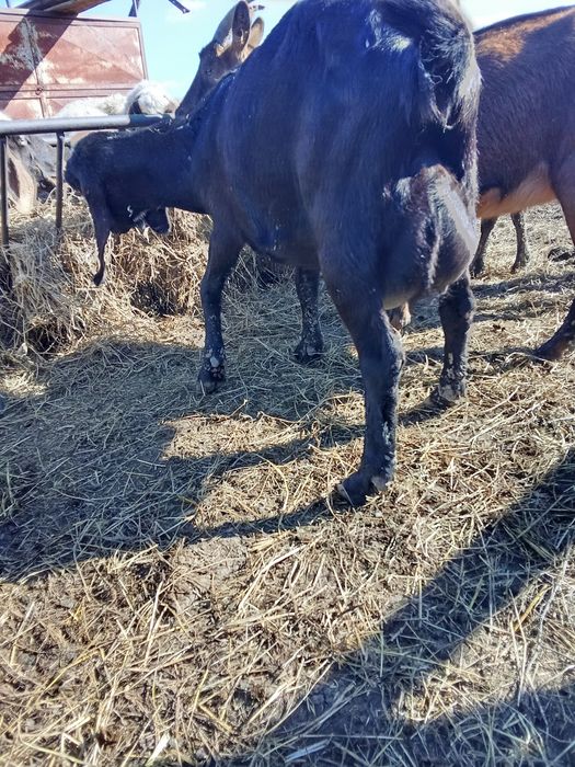 Capre anglonubian sialpin