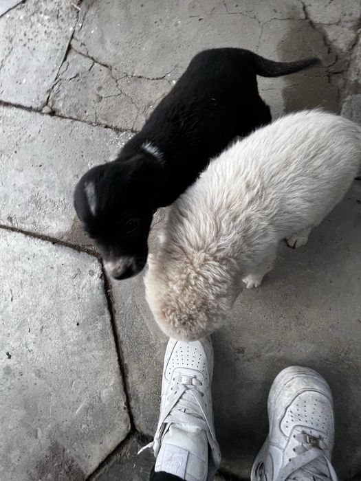 Щеночки хорошие