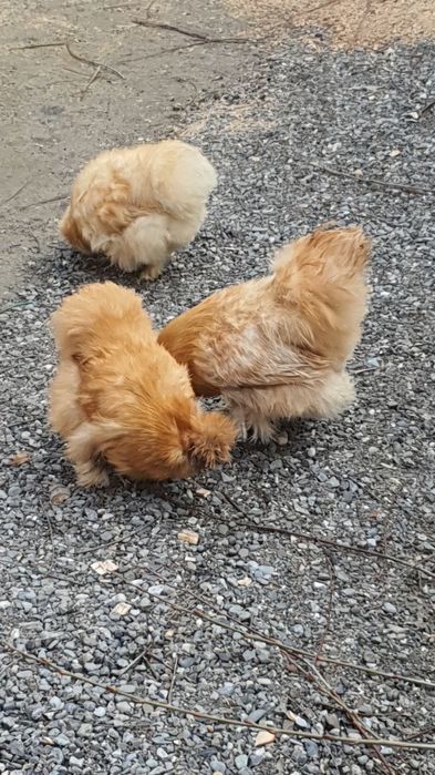 Продажа американский шолк куры