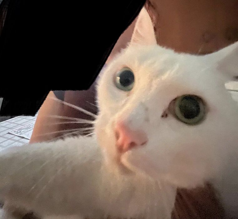 замечательный котик ищет дом