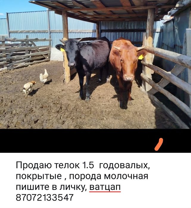 Коровы, телки прошлогодние, телята 7 месячные