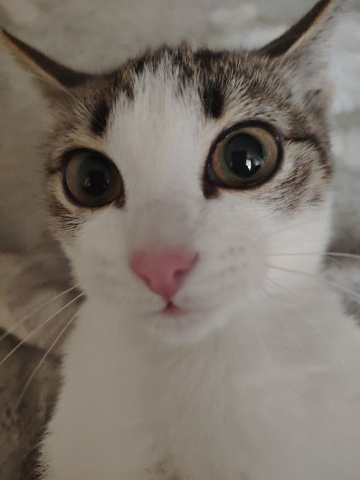 Отдам котёнка ДАРОМ с лотком