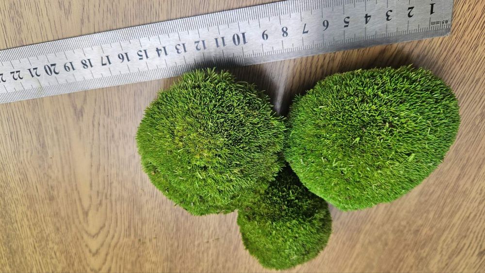 Топчест скандинавски мъх