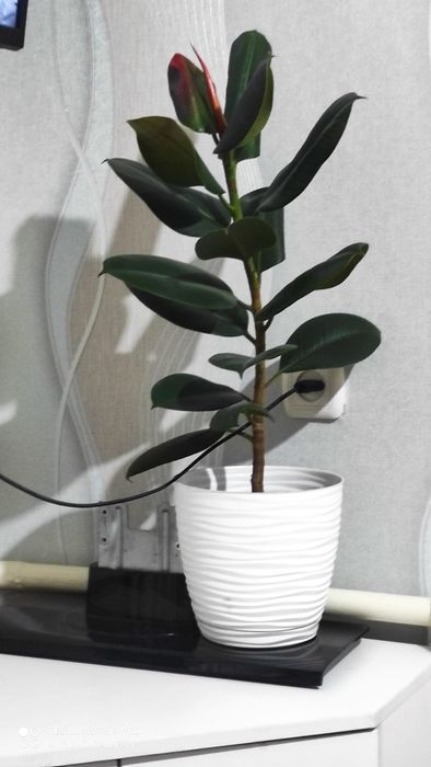 Продам красивы фикус