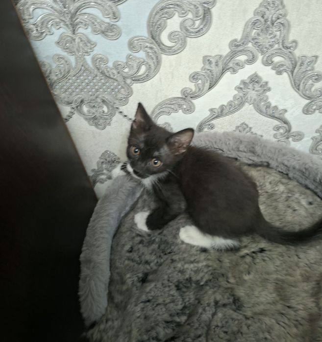 Котята хорошие руки