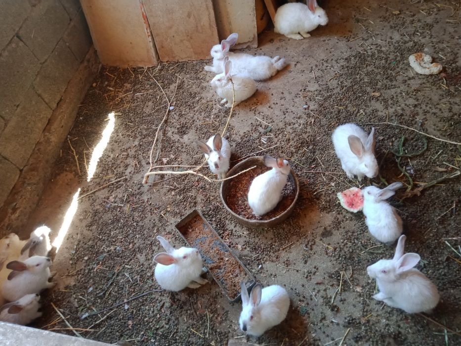 кролики каефорня