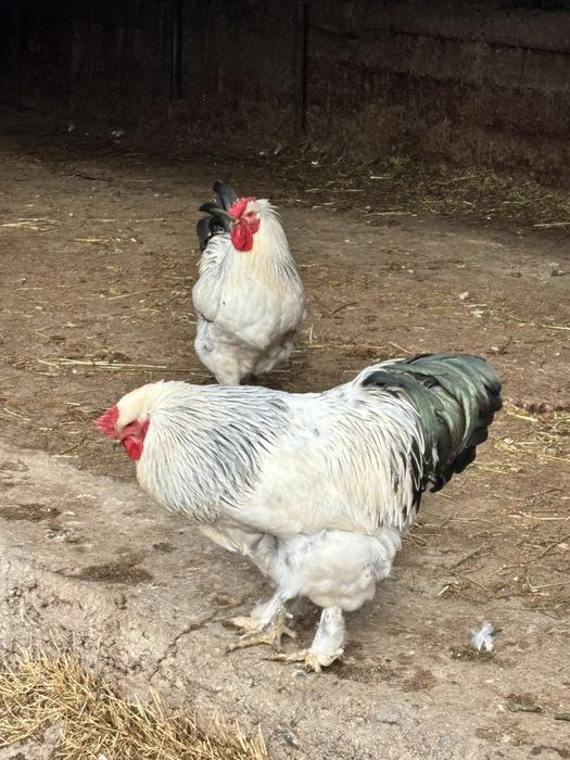 Куры срочно продам