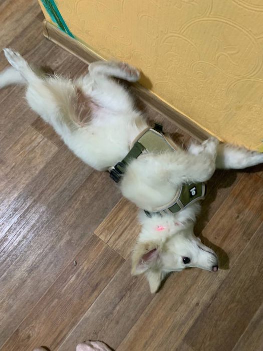 Отдам собачку .