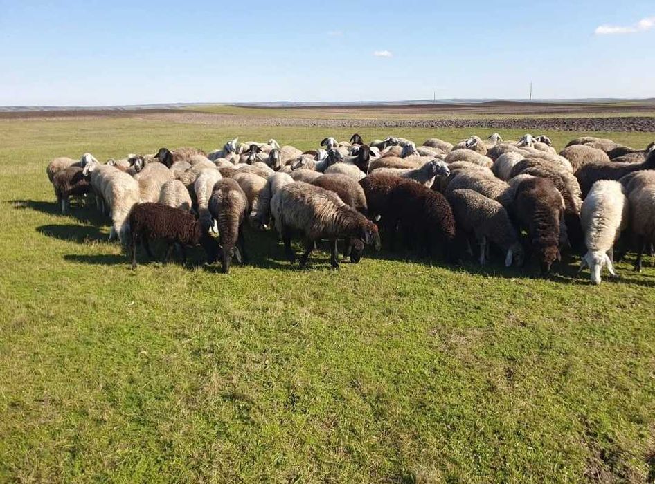 Vand oi la super pret