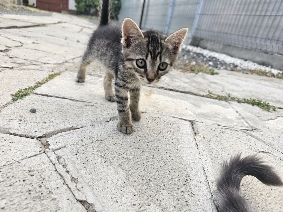 Dau 5 pui de pisica spre adoptie, 2 baieti si 3 fefe