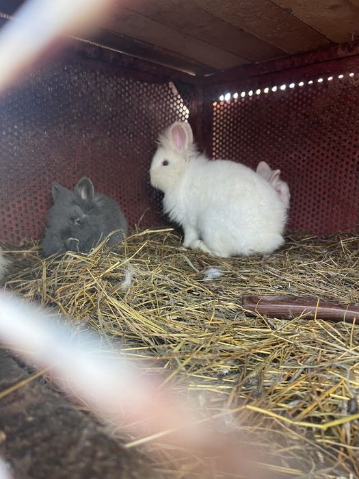 iepuri pitici CAP DE LEU