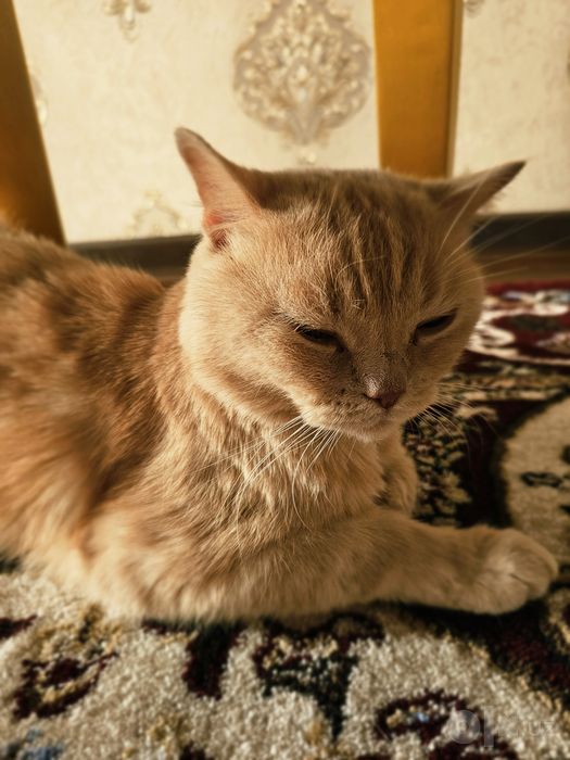 British shorthair