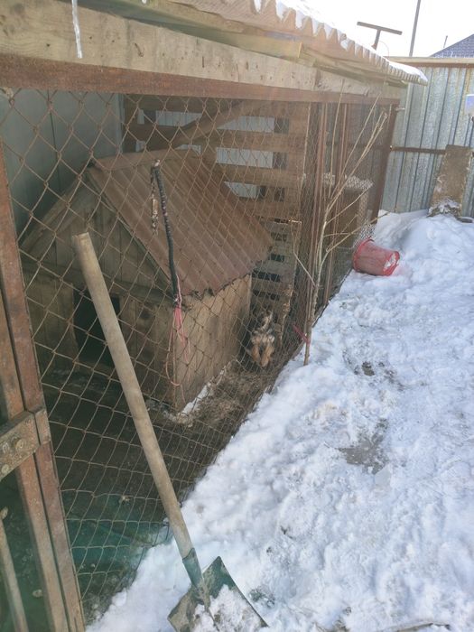 Щенок немецкий овчарка