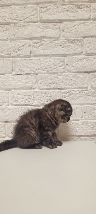 Продается котенок.Гламурный мальчик вислоух