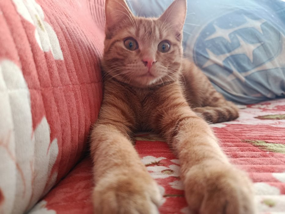 Отдам/продам котика в свой дом