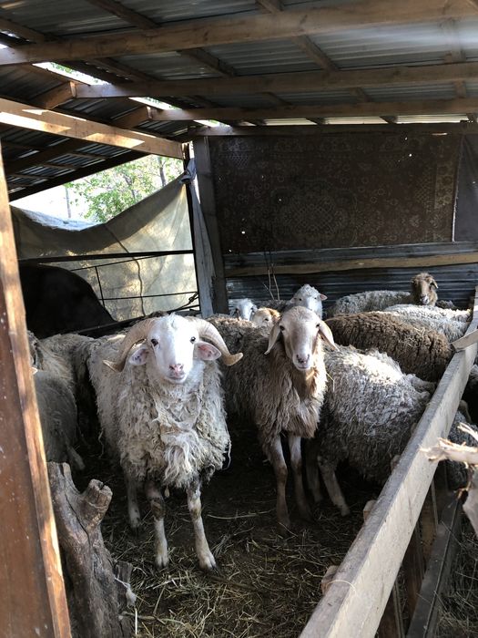 Койлар сатылады