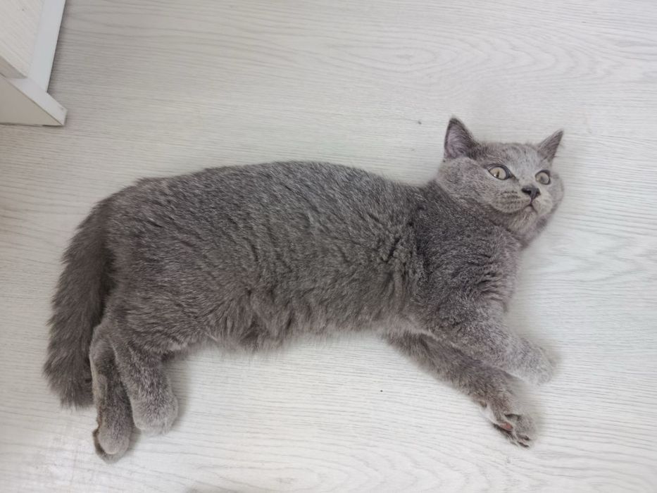 Котята бриттиш фолд scottish fold британки мушук боласи