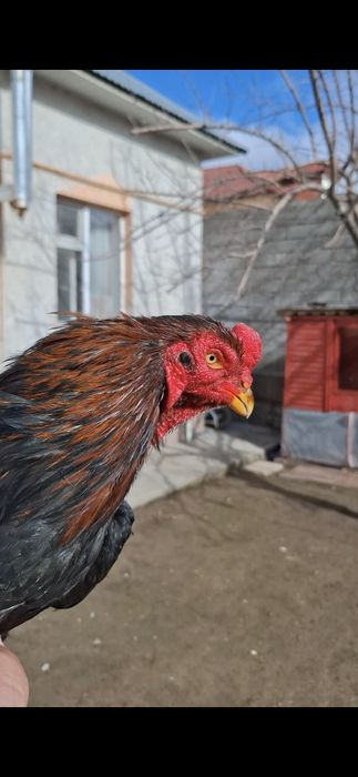 Дакан, Бойцов  шамо