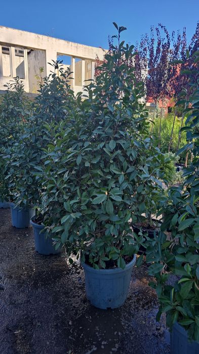 Photinia diferite forme si dimensiuni