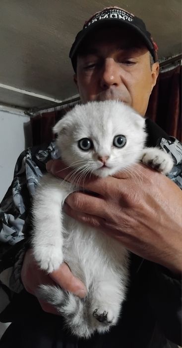 Продаются шотланские котята