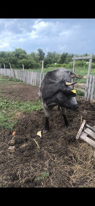 Продам корову дойная