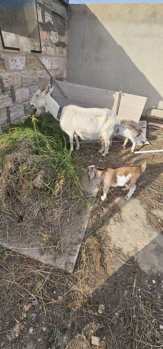 Занен ешкісі 2 лағымен