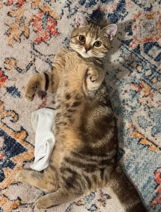Продаётся шотландский котёнок, 4 месяца.