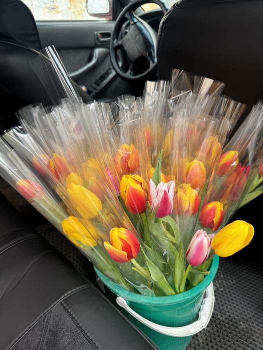 Продается тюльпаны тульпан сатылады