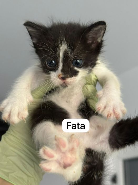 Pui pisica spre adoptie