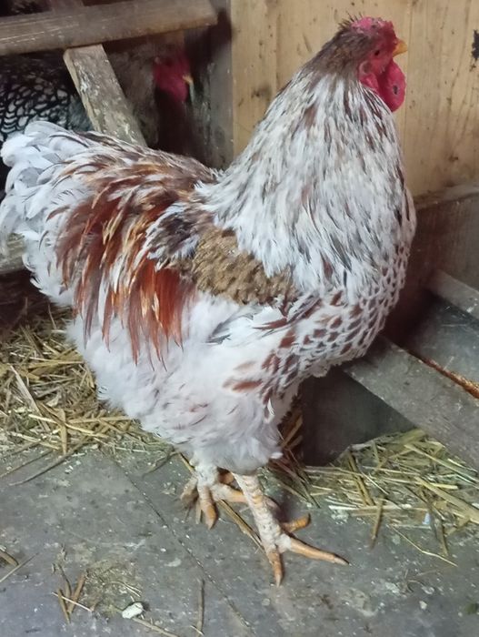 Cocoși Yandotte Argintiu, Splesh și Auriu