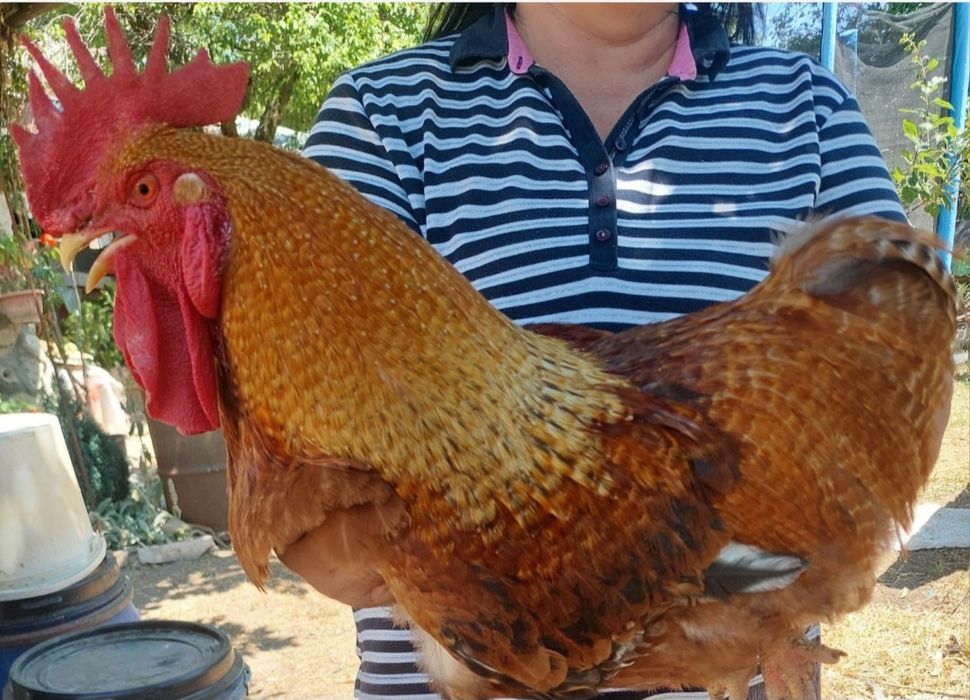 Продавам Петли на 7мес.