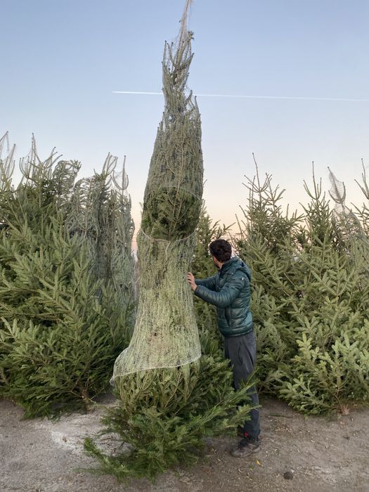 Brazi de Craciun 3-5 metri