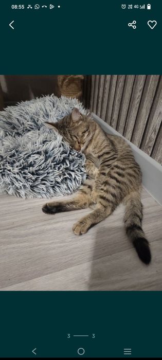 Отдам кота в добрые руки
