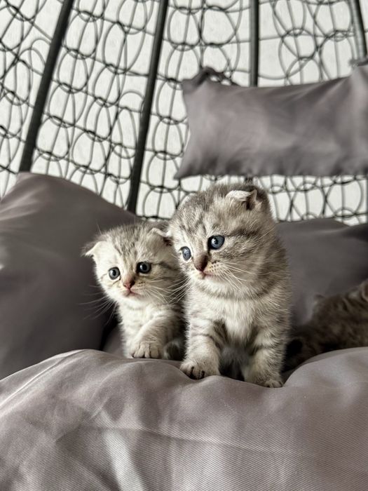 Шотландски клепоухи и правоухи котенца