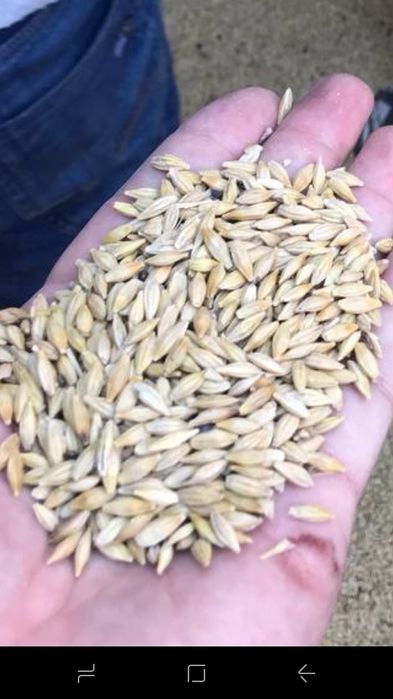 Арпа тозаси Оптом дехкондан  Ячмень оптом Доставка