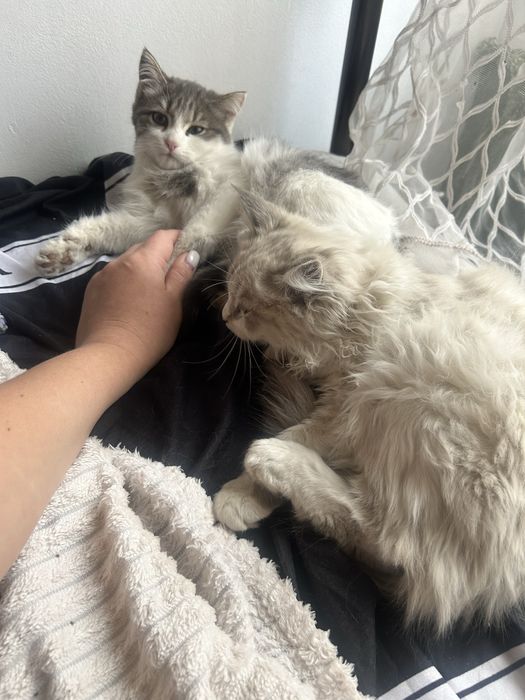 Отдаем котят в добрые руки