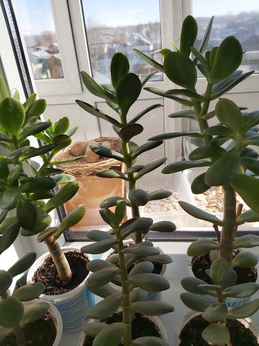 Кактус.Денежное дерево.Толстянка.