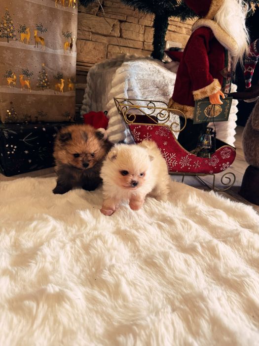 Мини померанчета мъжки