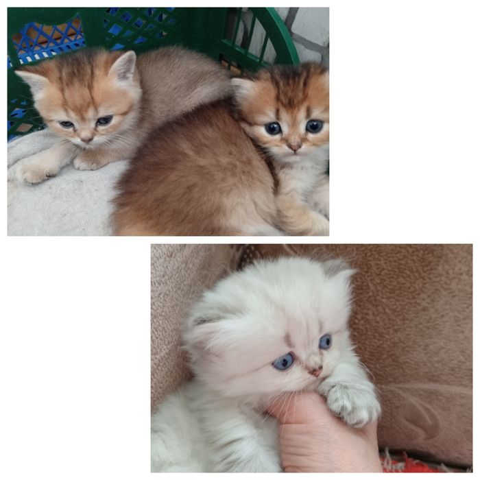 Котята окрас шиншила