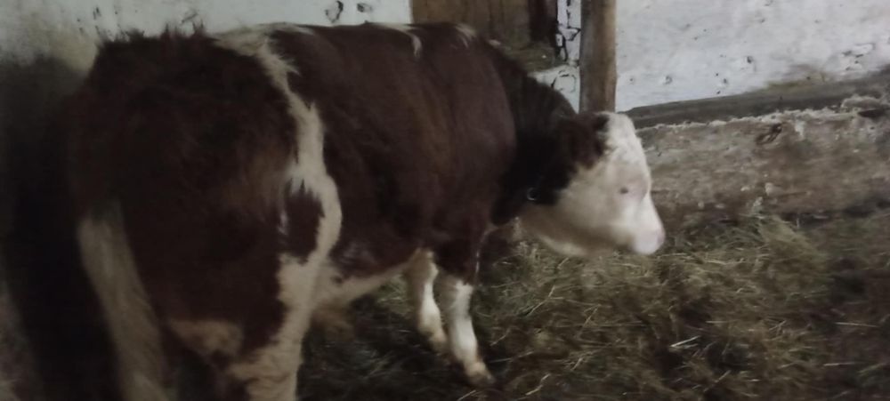 Tauri baltat romanesc de vânzare pret 5500 de Lei.