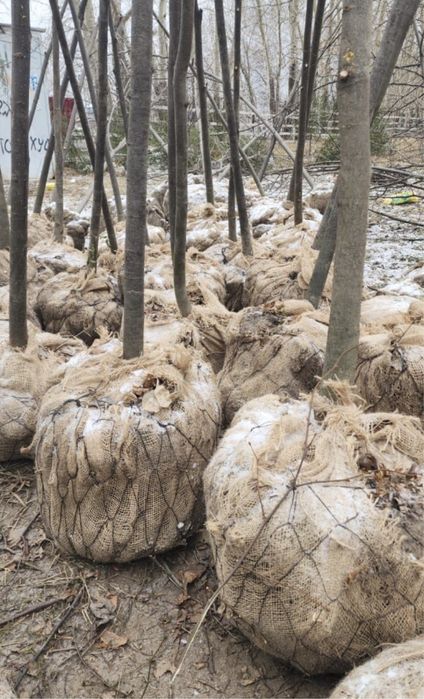 Расетния Липа мелколистная