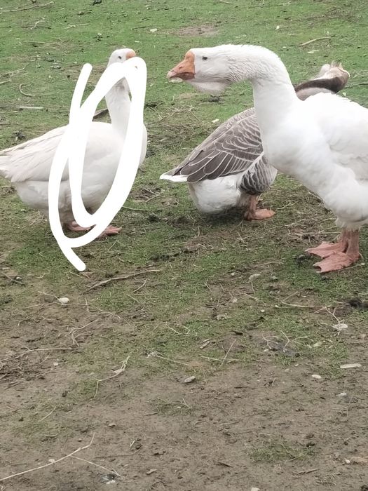 Гуси Холмагор продается