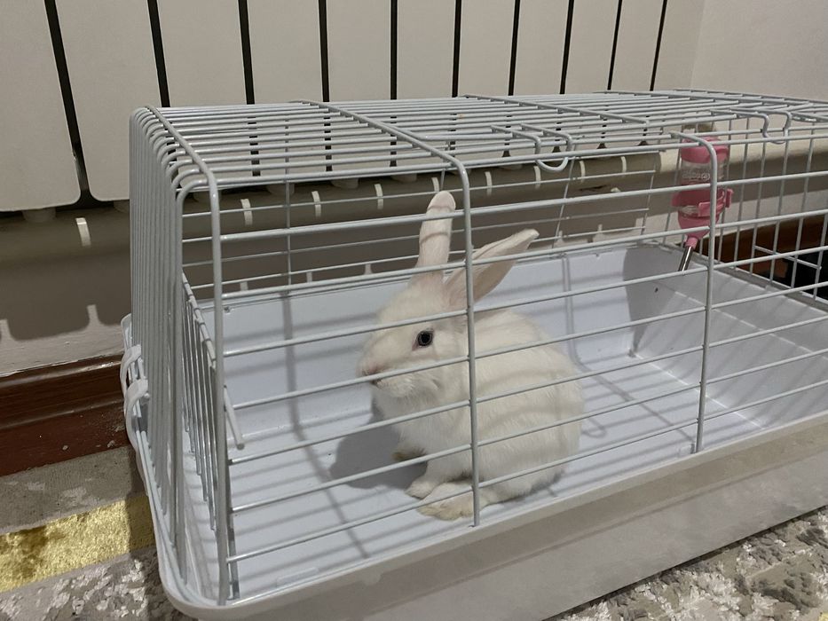 Кролик домашныйы