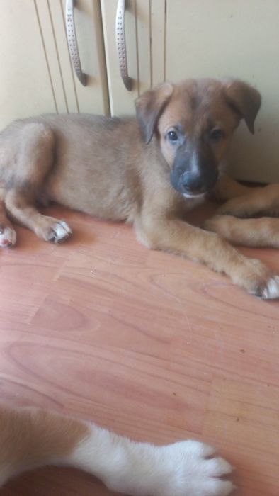 Подаряваме малки и големи кученца