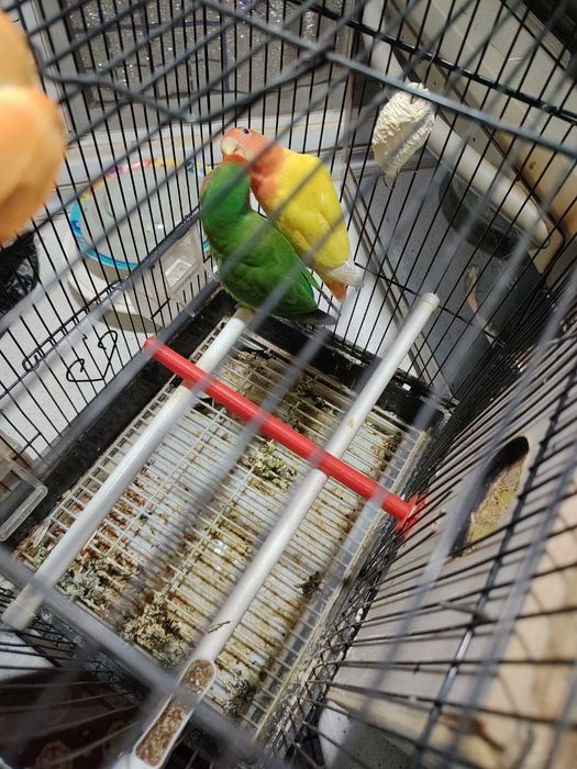 Tayyor para sotiladi