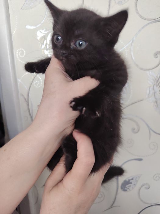 Продам котят , шотландцы.