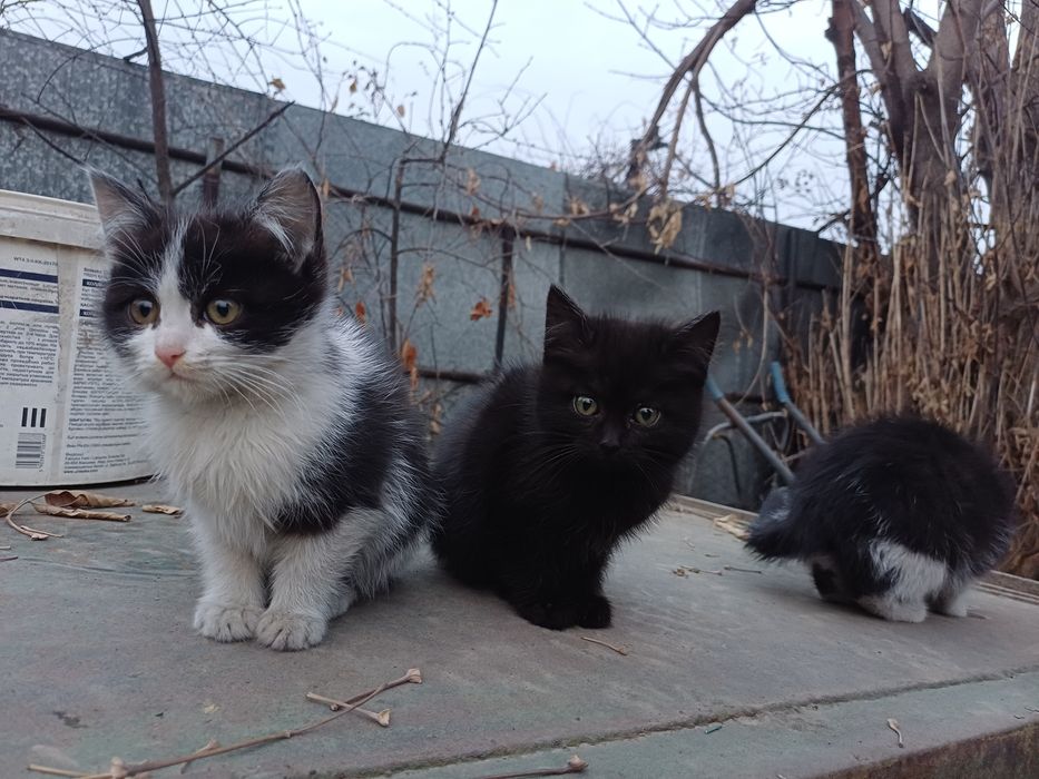 Котята в добрые руки