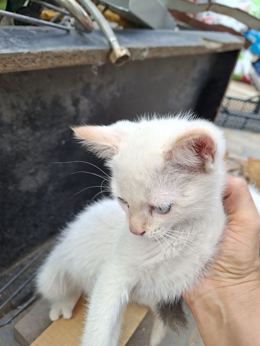 Отдам милых котят