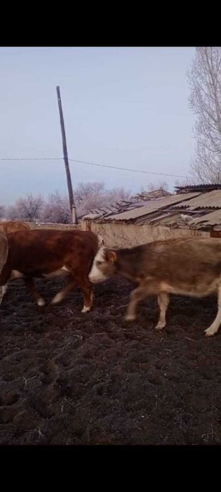 Продам стадо коров.