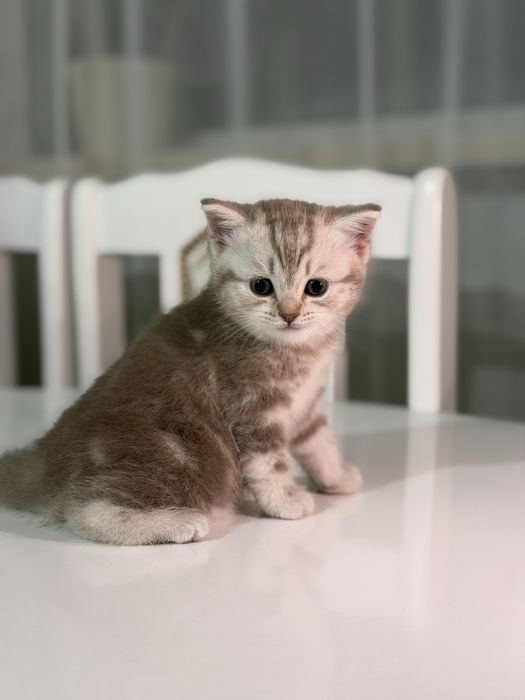 Шотландские котята